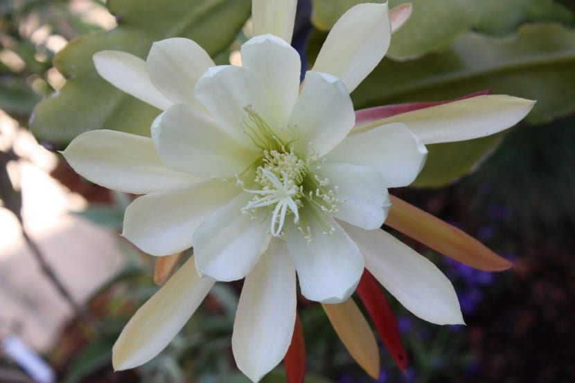 Epiphyllum
