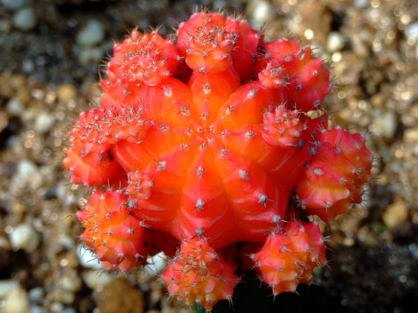 Gymnocalycium mihanovichii rojo