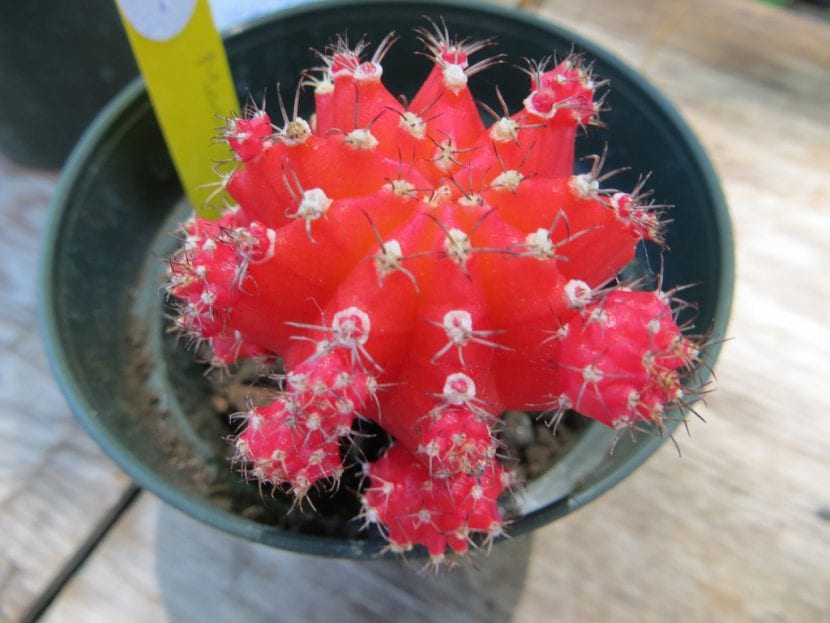 Cactus Gymnocalycium mihanovichi rojo