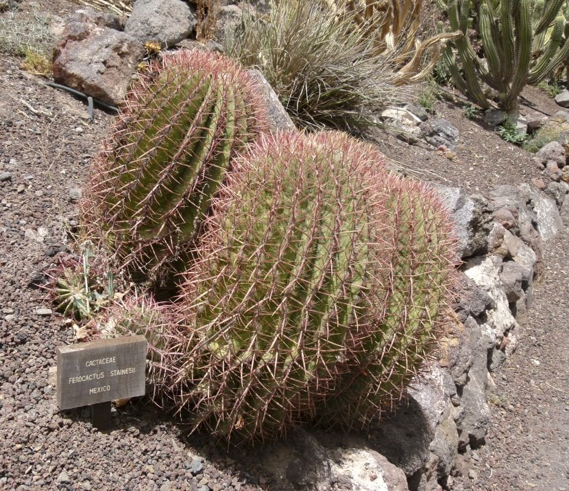 Ferocactus stainesii
