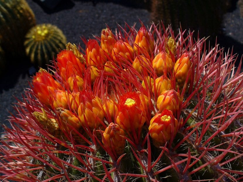 Flores del Ferocactus stainesii