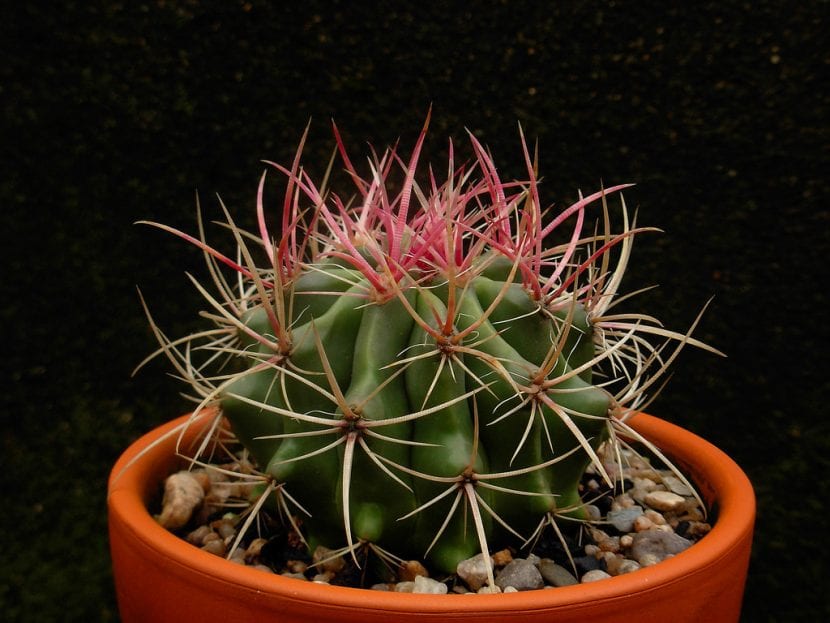 Ferocactus stainesii var. pilosus