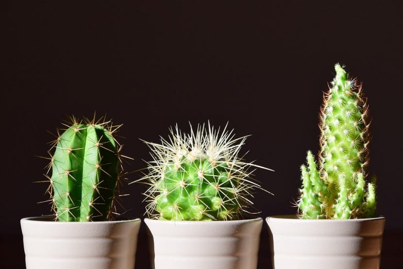 Tres cactus en interior