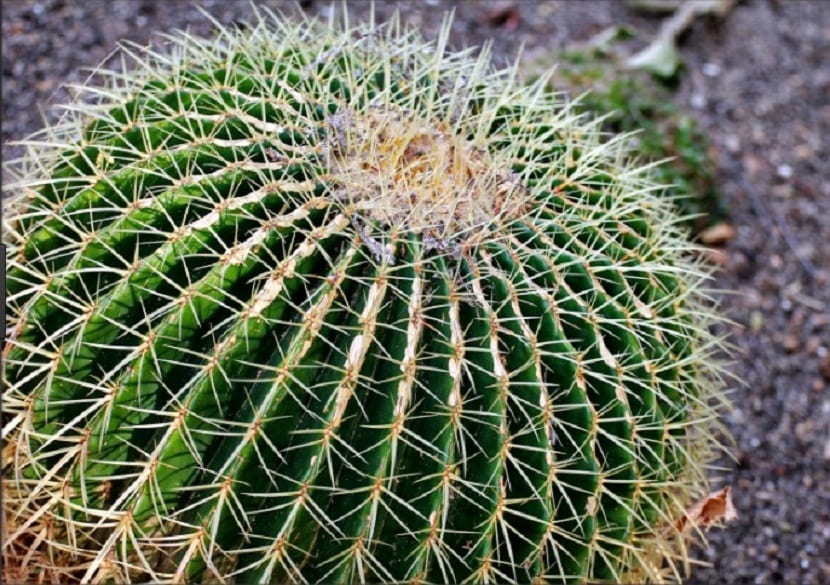 plantar los cactus erizos