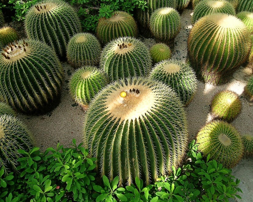 cactus erizo 