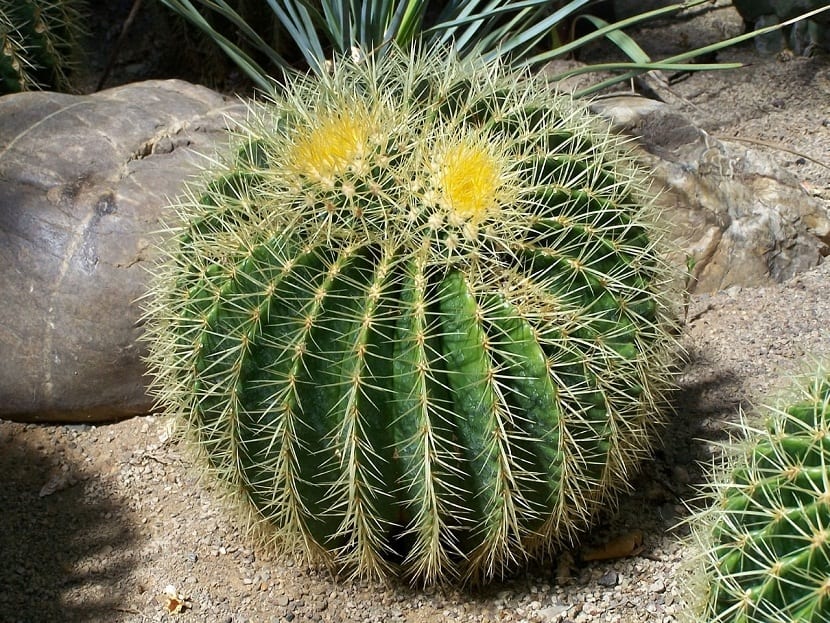 flor cactus erizo