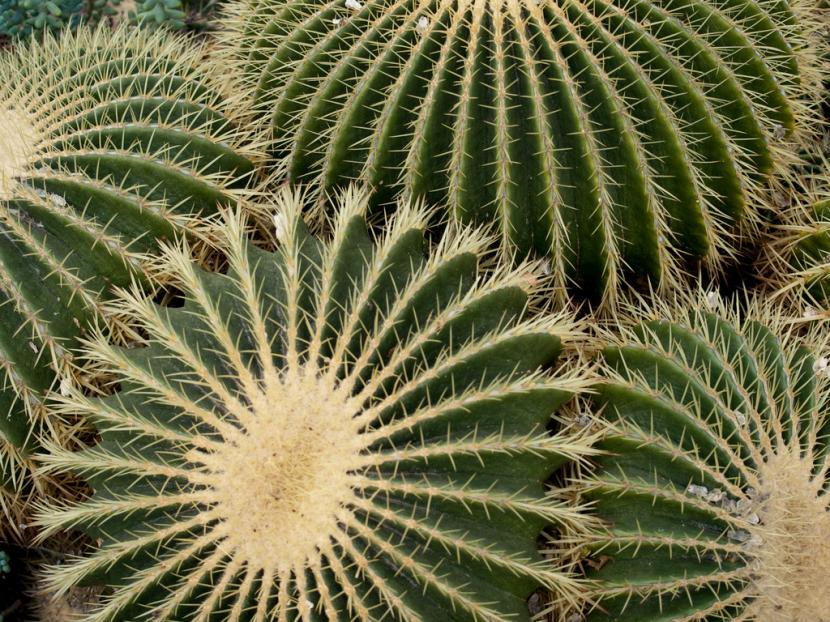 Echinocactus grusonii