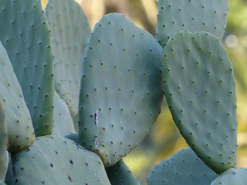 Opuntia