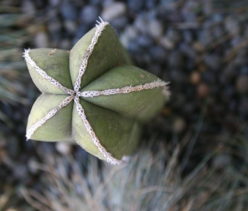 Stenocereus