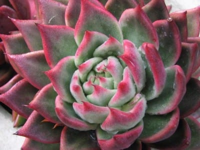 Roseta de Echeveria, planta crasa que no es un cactus