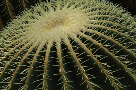 Echinocactus grusonii con costillas y areolas espinosas