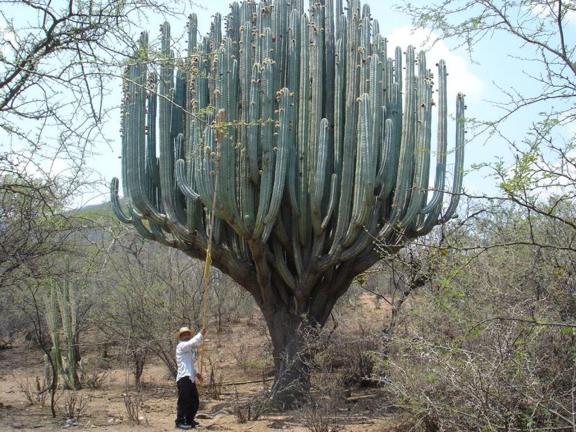 Pachycereus pringlei