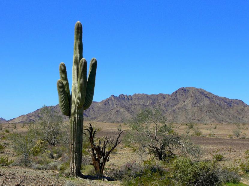 Saguaro