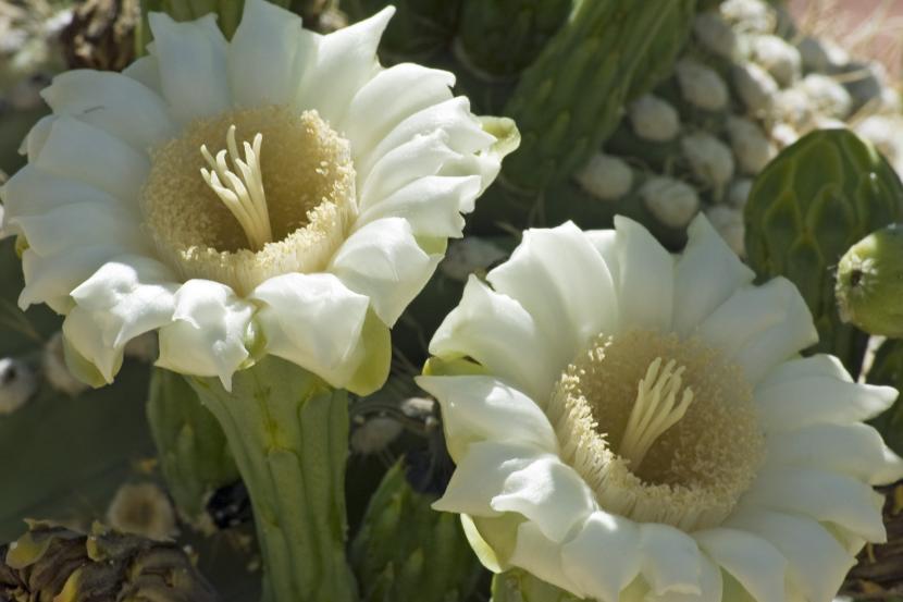 Flores del Saguaro