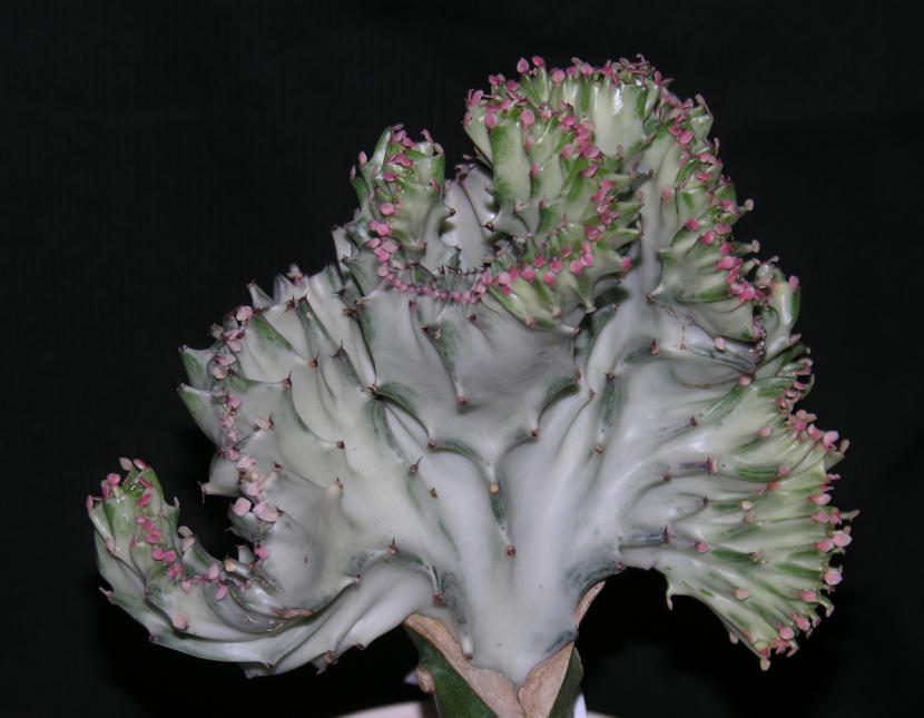 Euphorbia lactea f. cristata