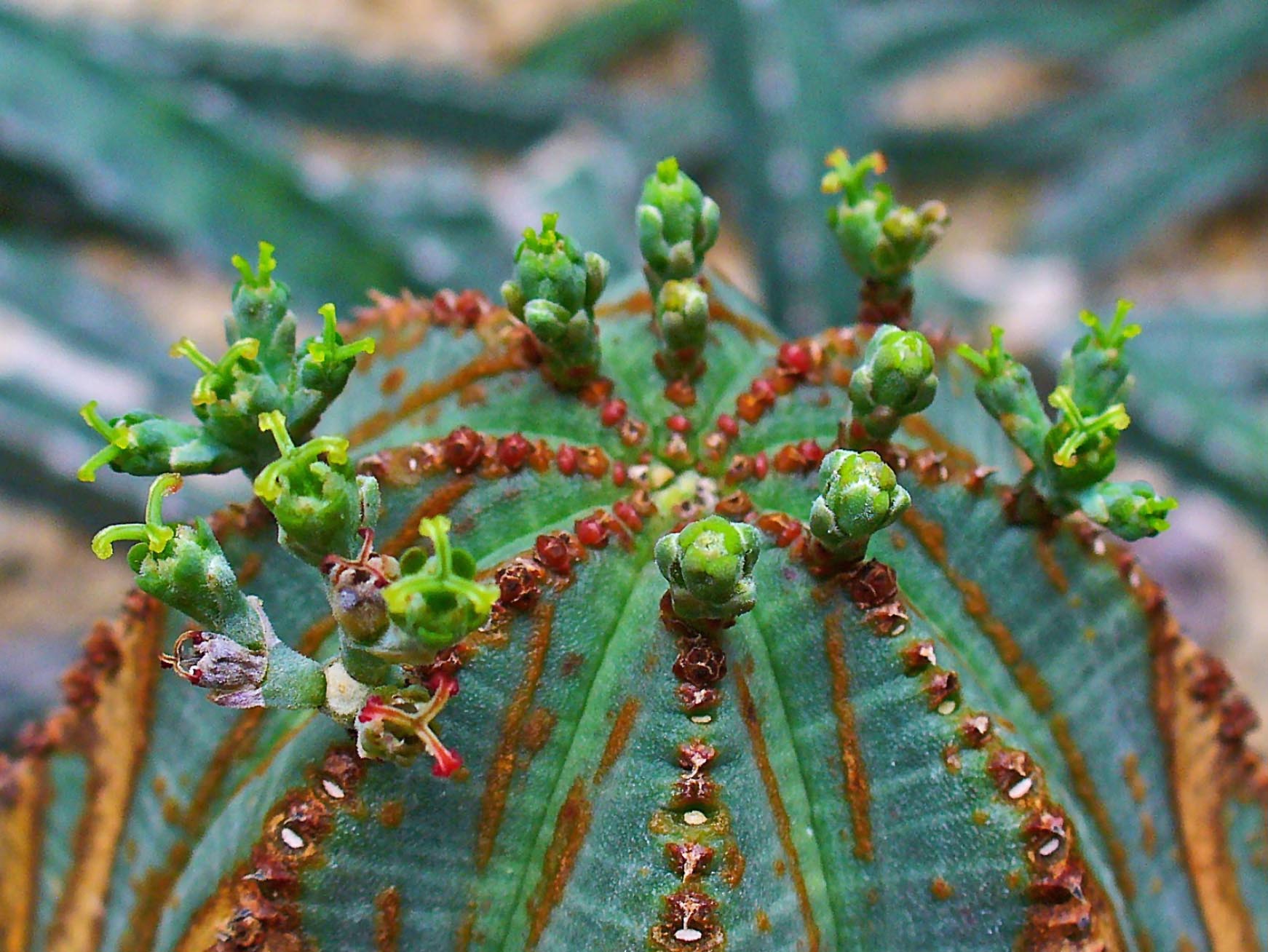 Euphorbia obesa, planta suculenta esférica sin espinas