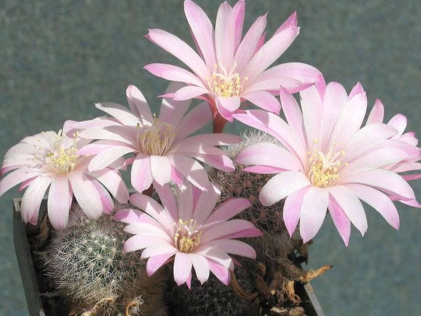 Ejemplar de Rebutia narvaecensis