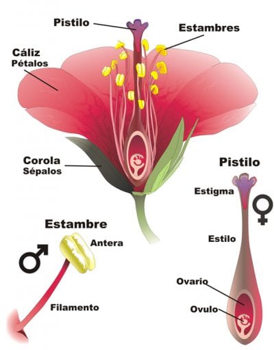 Partes de una flor hermafrodita