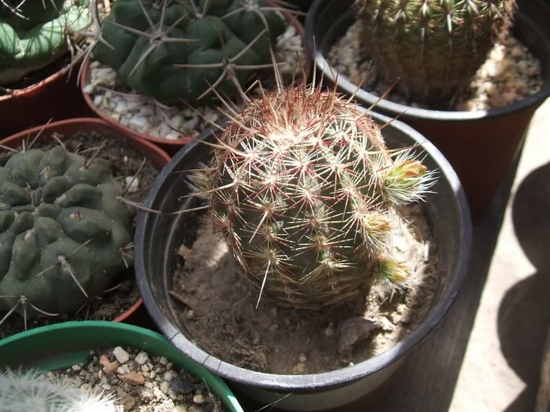 Enfermedades de los cactus: hongos, bacterias y virus