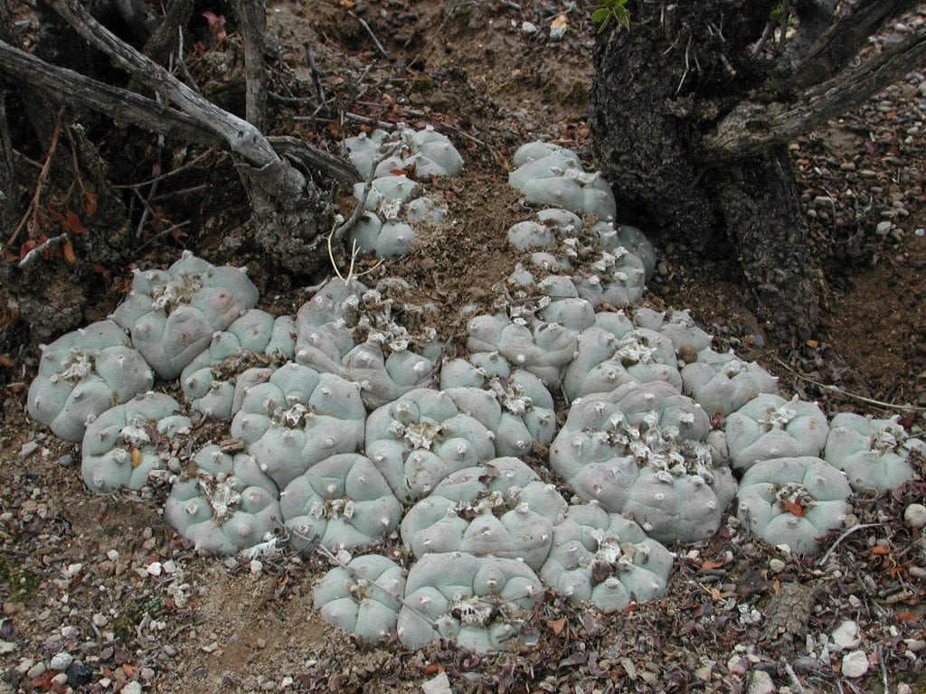 Lophophora williamsii