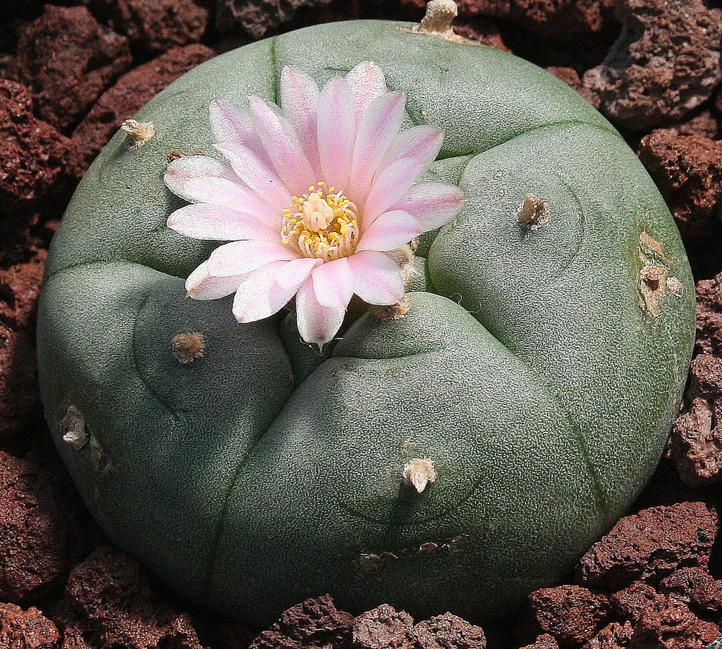Peyote: guía de cultivo de Lophophora williamsii