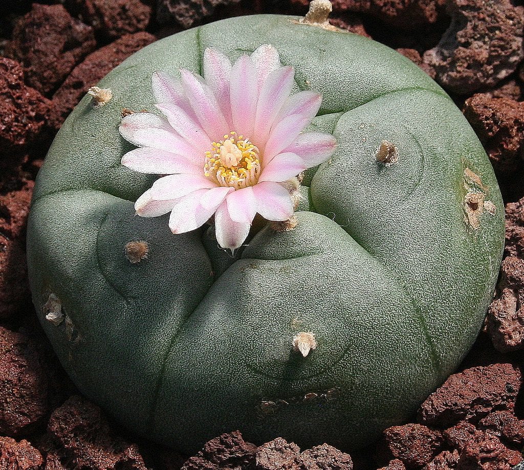 Lophophora