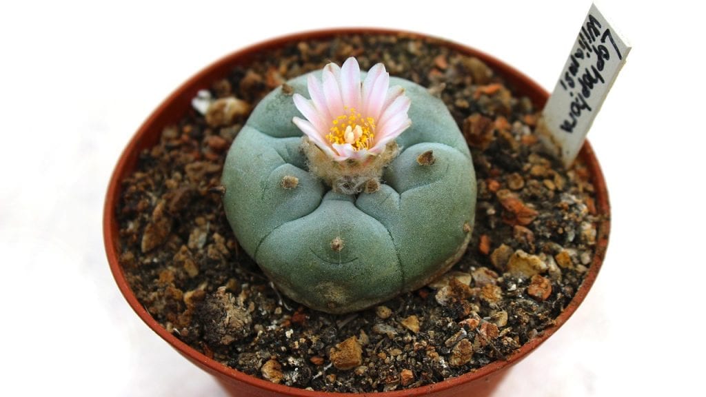 Peyote en flor