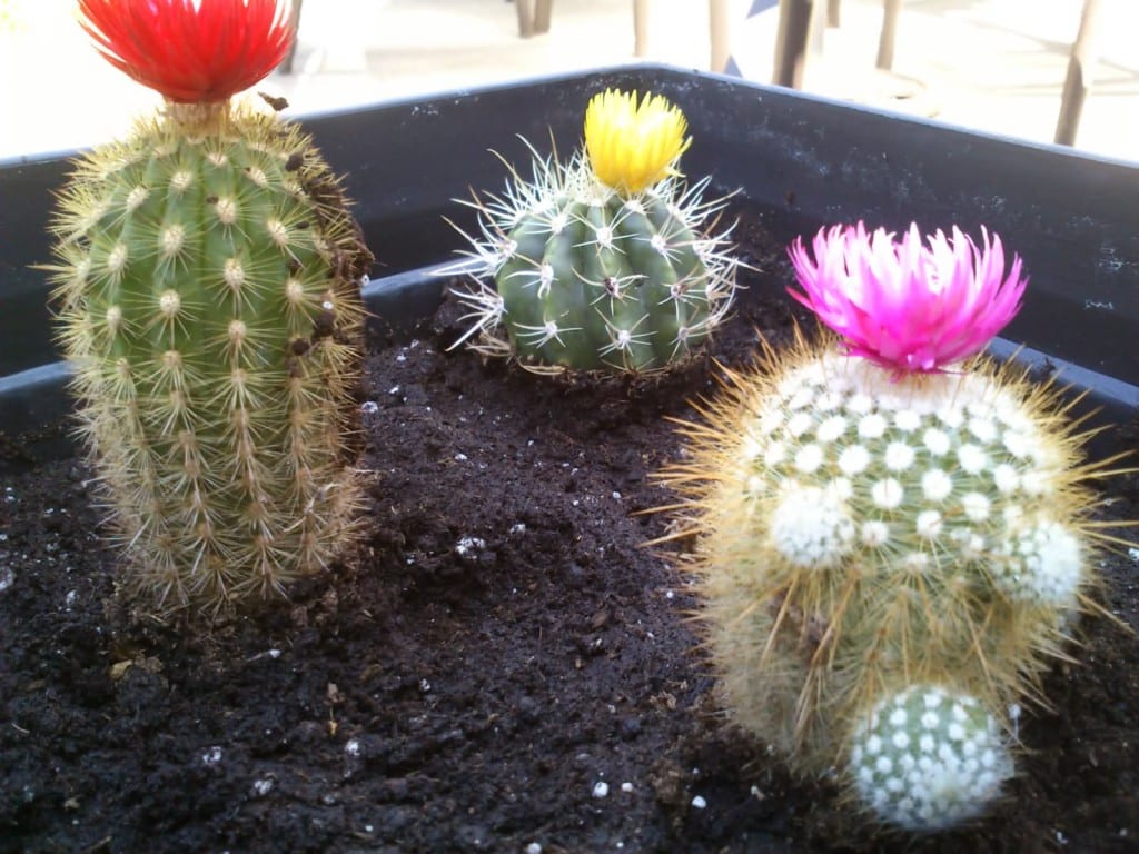 Cactus con flores artificiales
