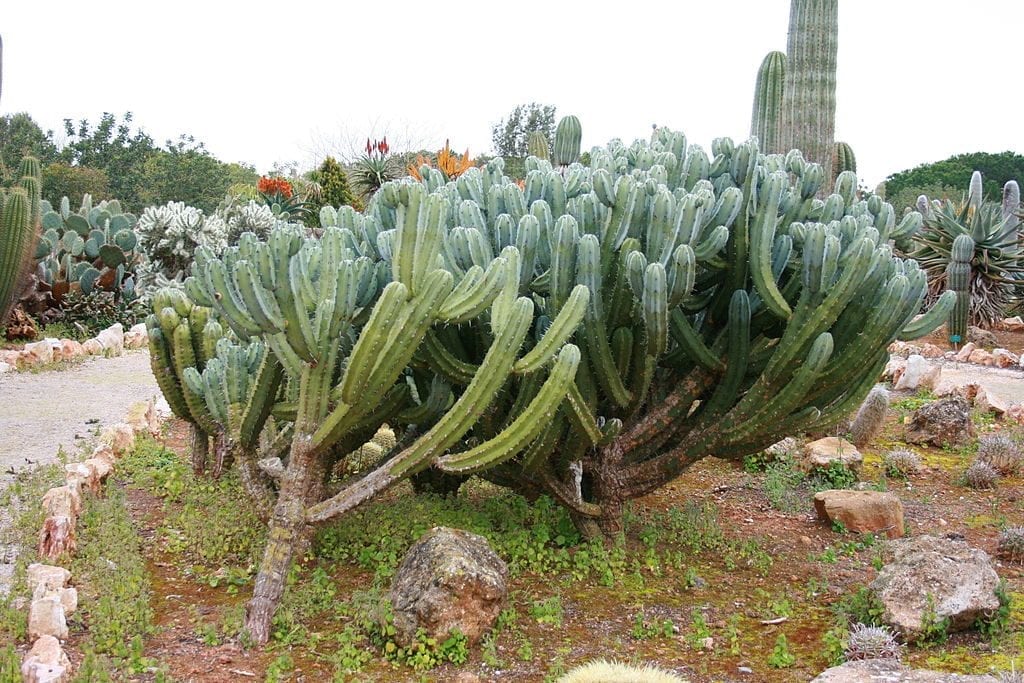 ️ Garambullo (Myrtillocactus geometrizans) | Guía Completa 2024