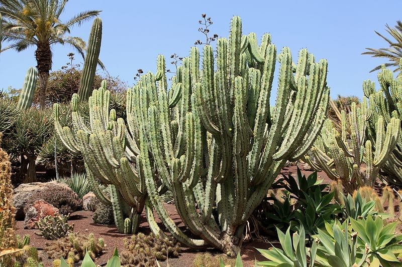 Planta de Myrtillocactus geometrizans