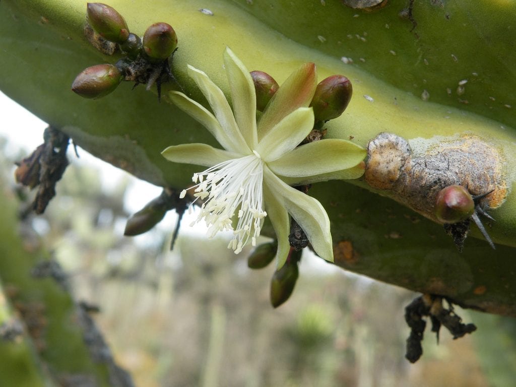 La flor del garambullo es blanca