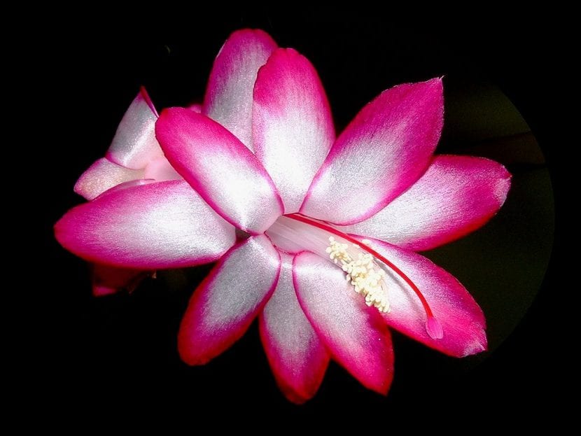 Schlumbergera
