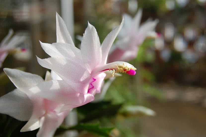 Schlumbergera