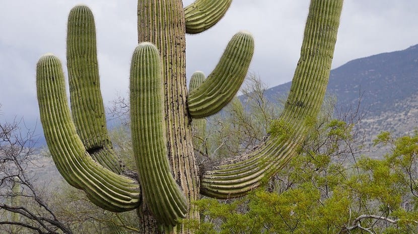 Cactus