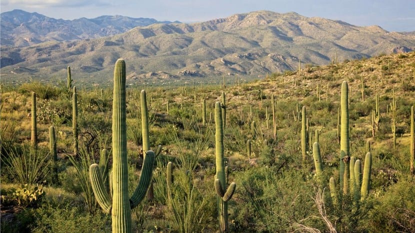 Plantas resistentes a la sequía: hojas, raíces y riego