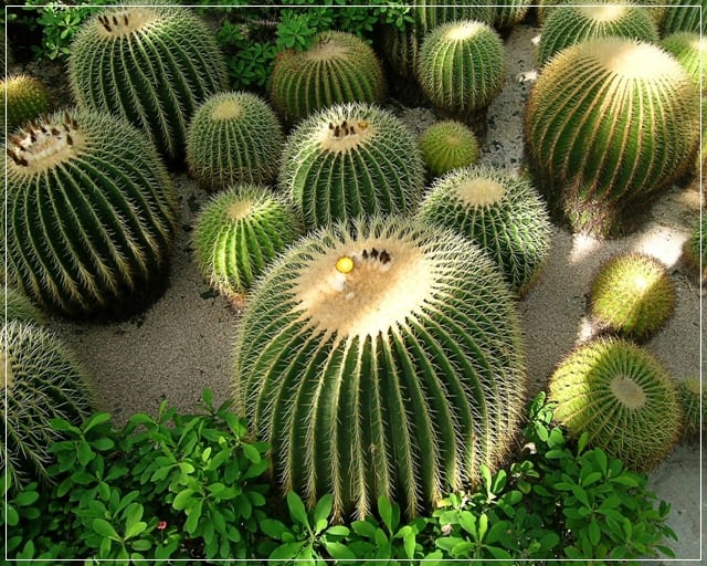 Cáctus