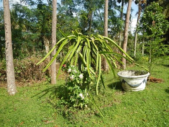 Pitahaya planta