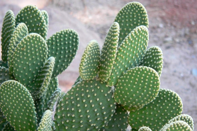 Cactus