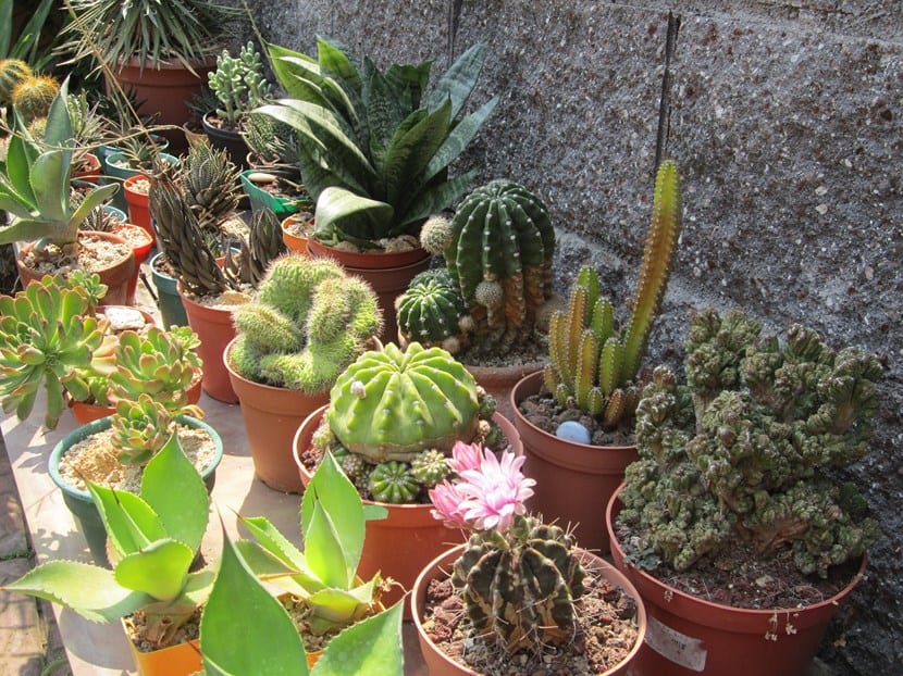 Plantas crasas