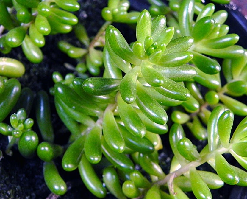 Plantas suculentas