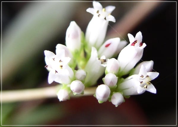 Crassula sp en flor