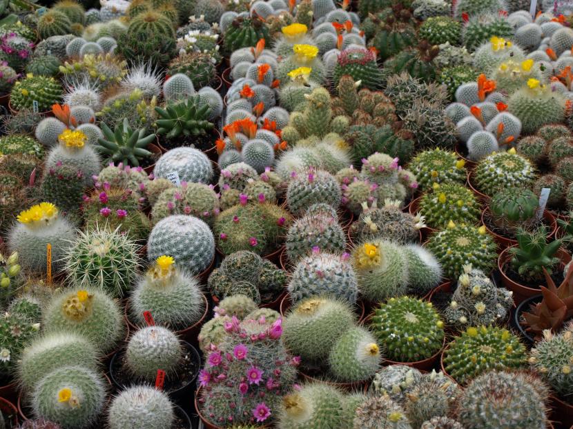 Cactus y crasas en invierno: cómo protegerlos del frío