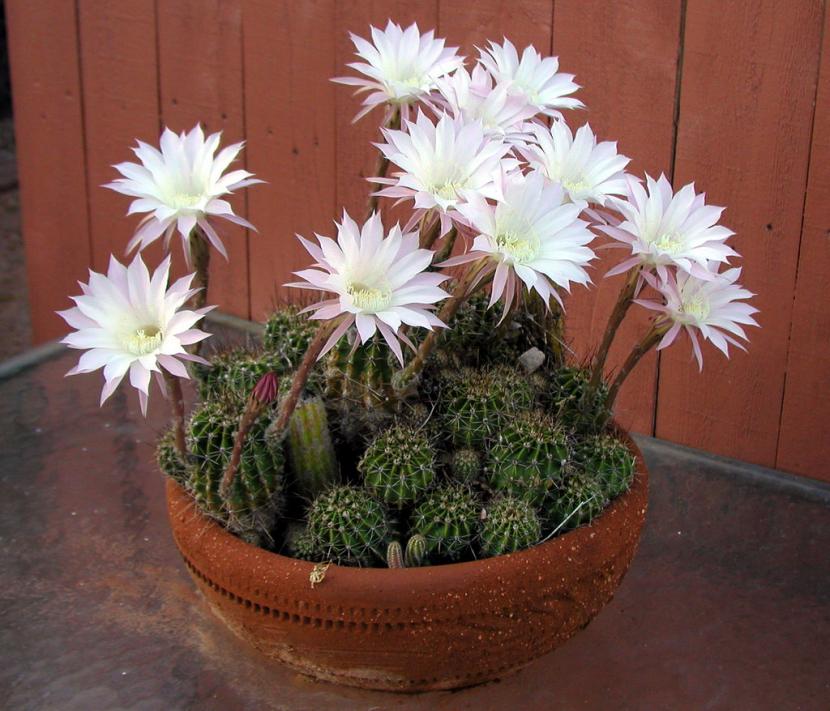Echinopsis
