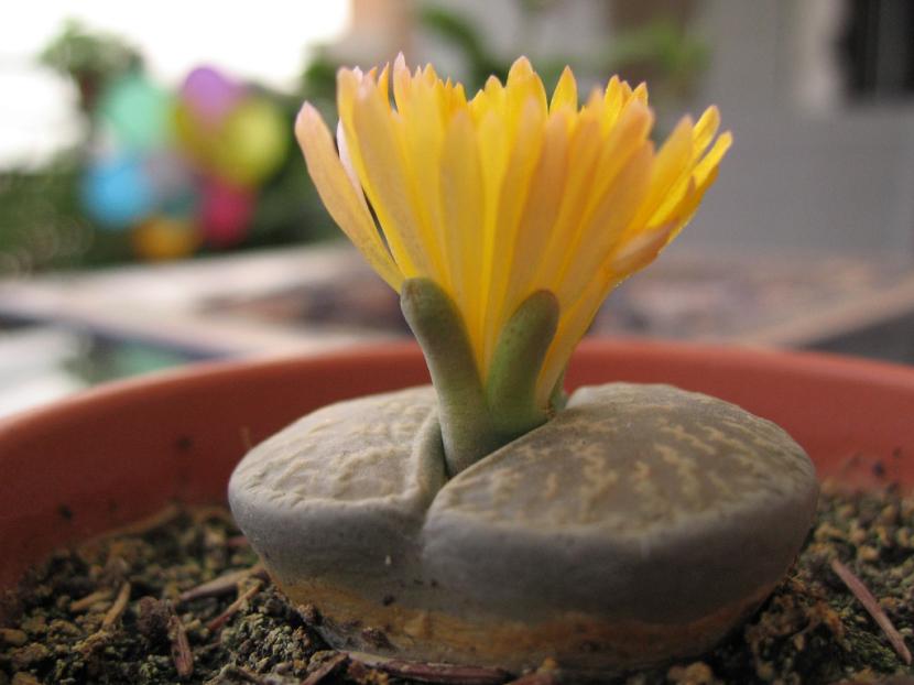 Lithops