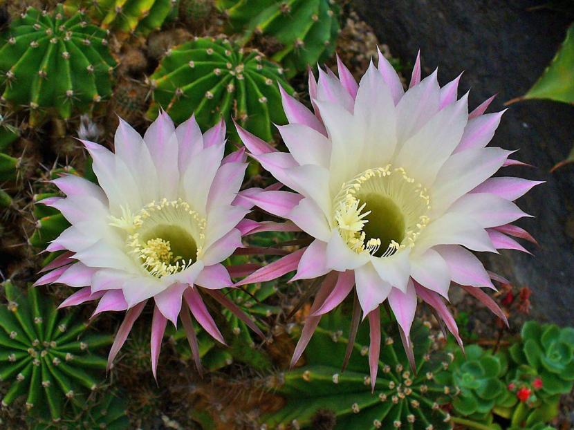 Echinopsis oxygona