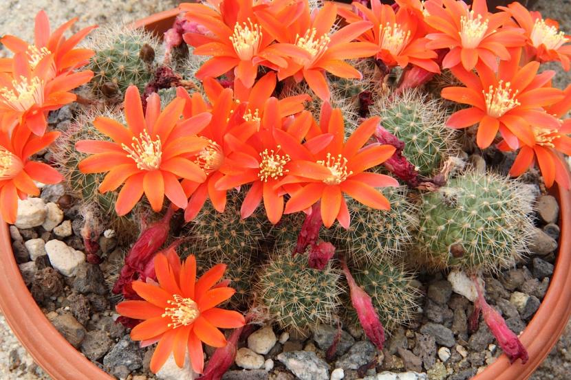 Rebutia fiebrigii