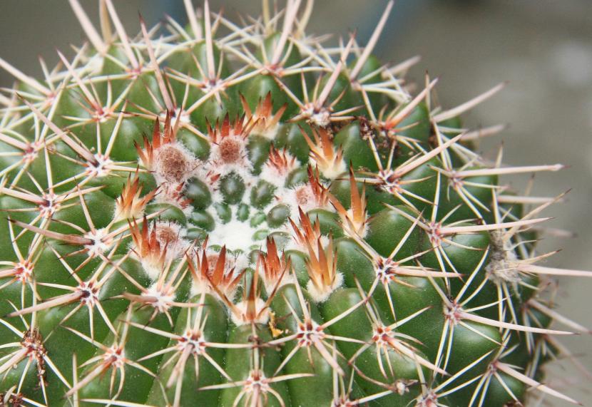 Cactus