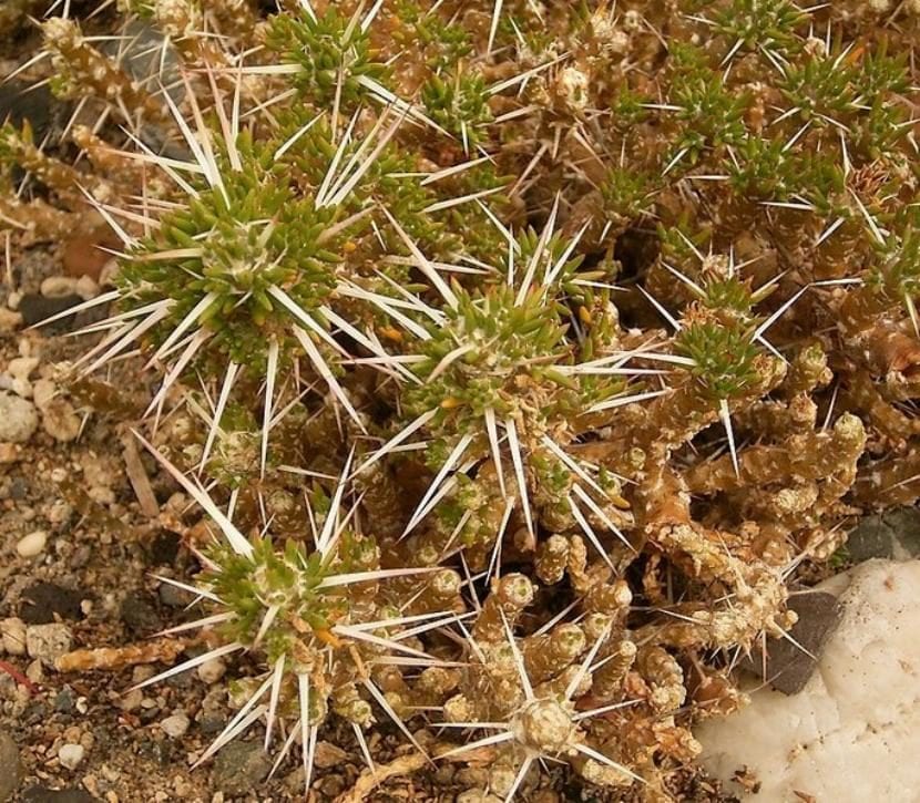 Ejemplar de Maihuenia patagonica