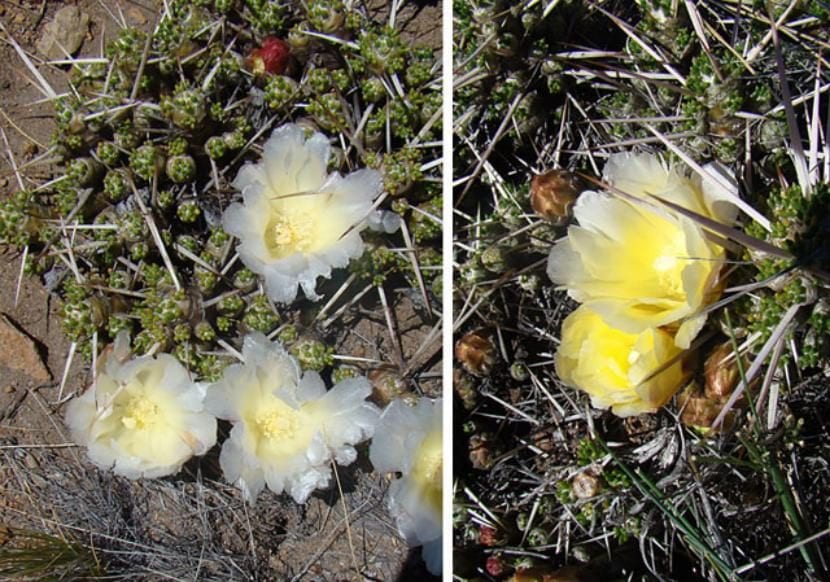 Flores de Maihuenia patagonica