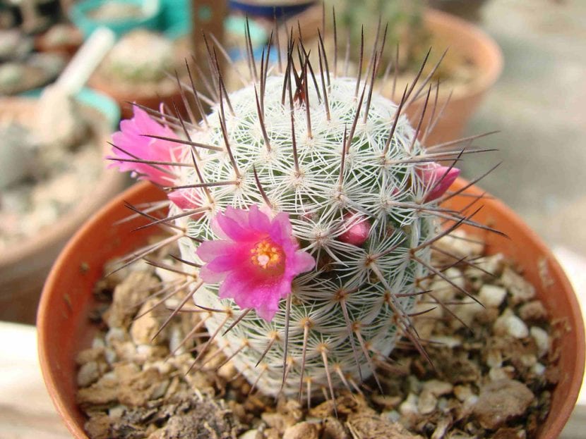 Mammillaria elegans